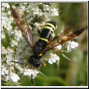 Tenthredo vespa - Blattwespe w03.jpg